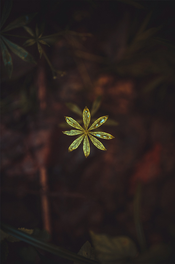Botanical Star