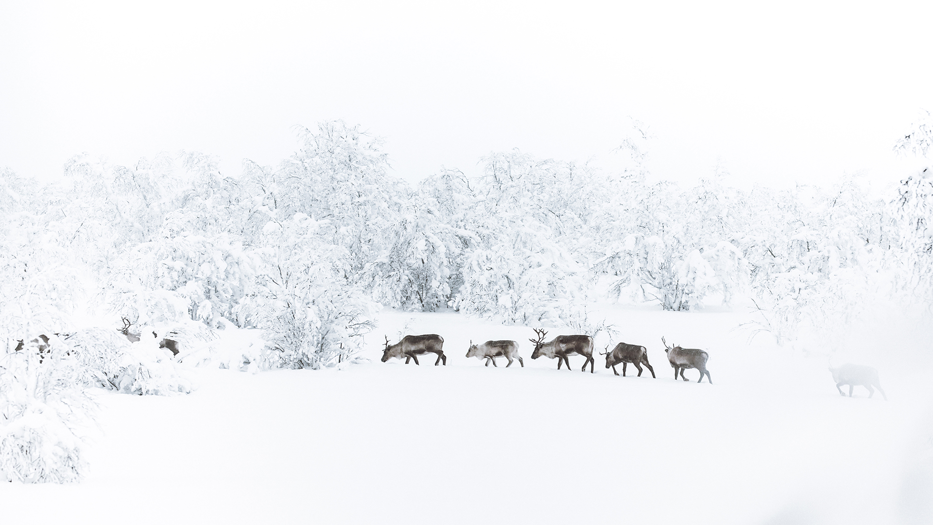 Lapland reindeer monochromatic Raphaelle Monvoisin