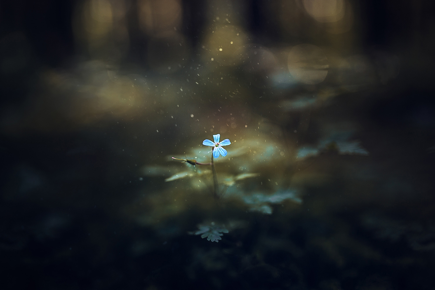 Blue daisy in a dark forest