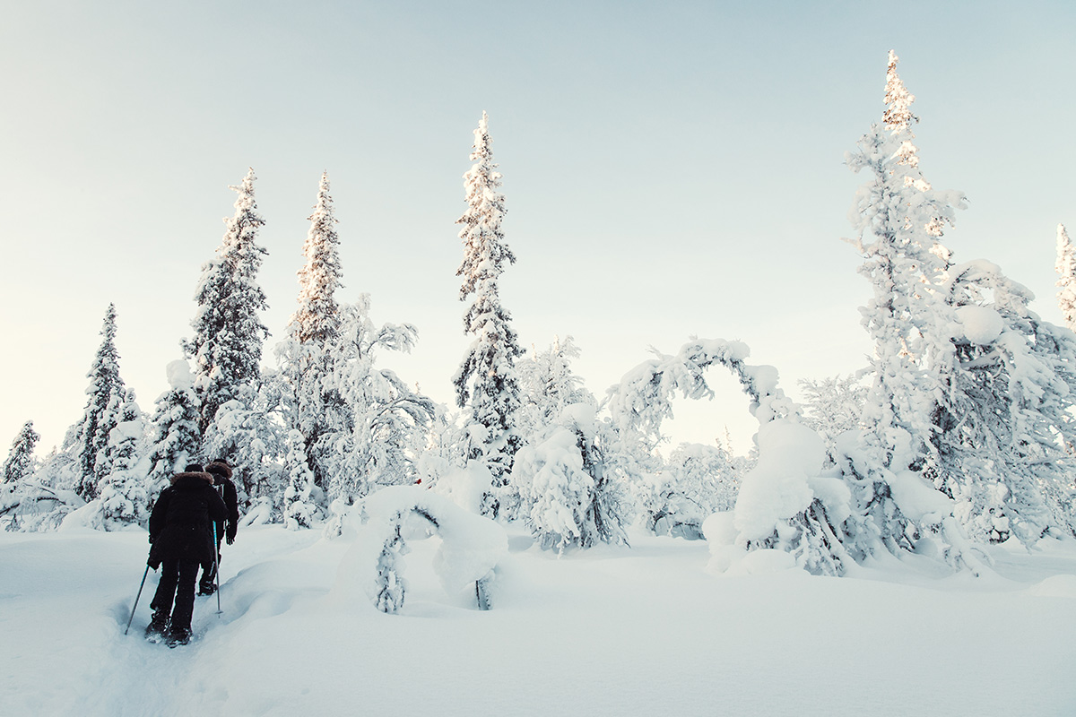 Lapland Candelabre boreal forest Raphaelle Monvoisin
