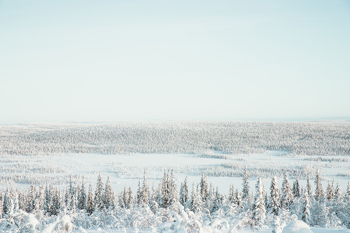 Lapland Candelabre boreal forest view Raphaelle Monvoisin