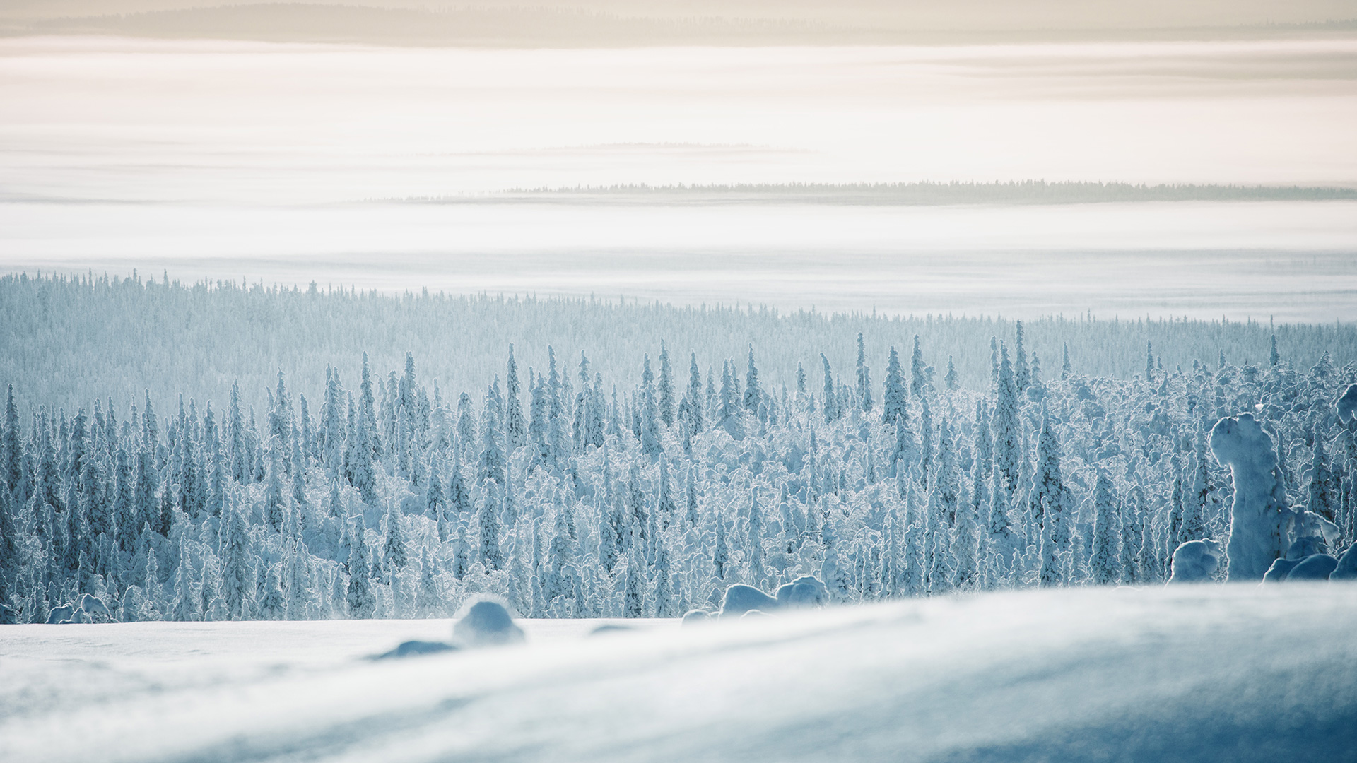 Lapland Candelabre boreal forest fog mist Raphaelle Monvoisin