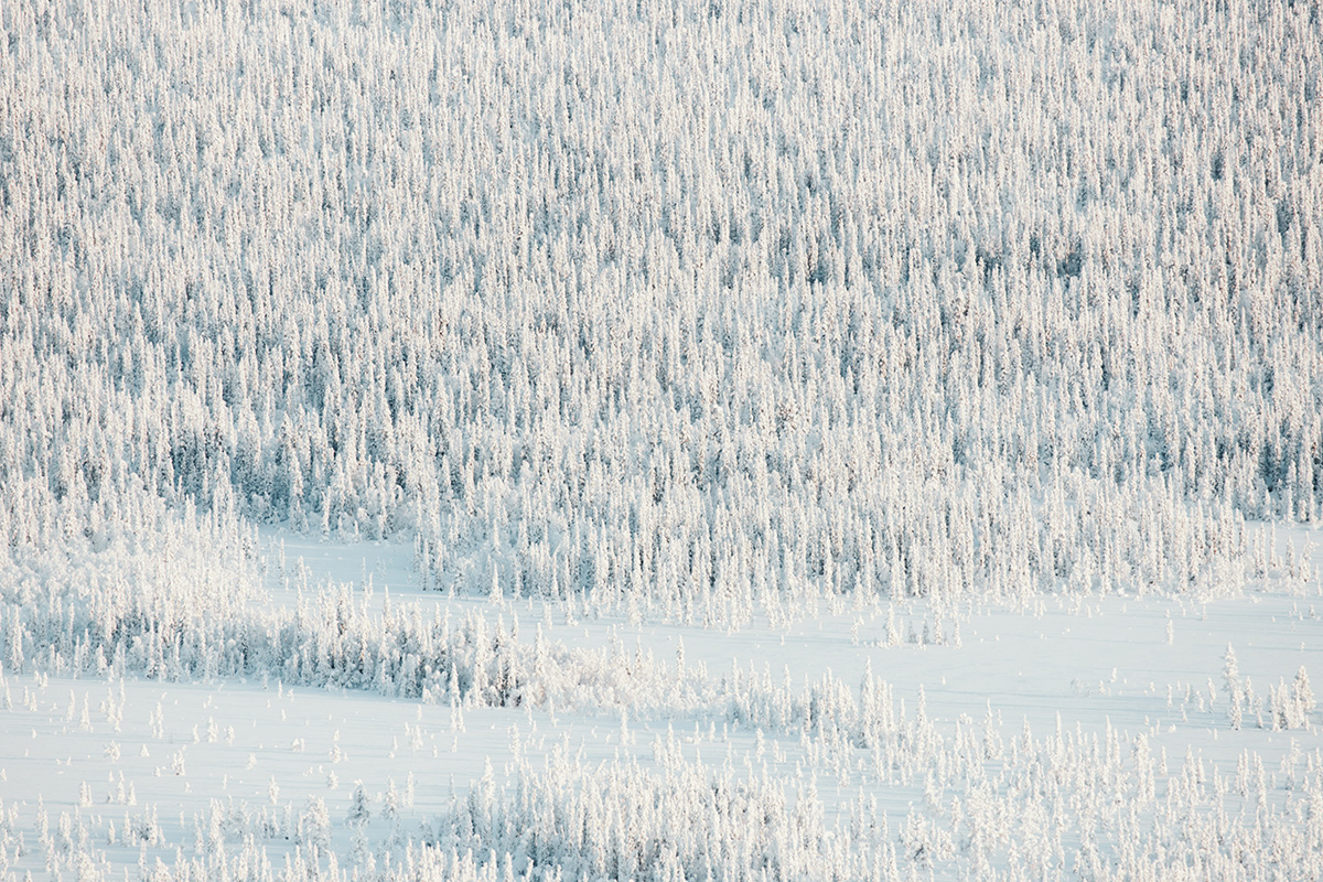 Lapland Candelabre boreal forest pinetrees Raphaelle Monvoisin
