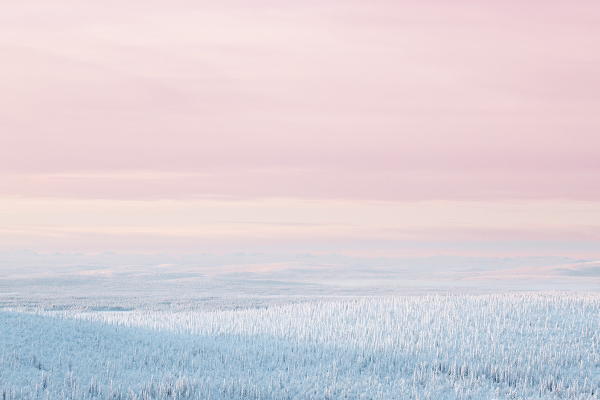 Pink Sunset Boreal forest Lapland Raphaelle Monvoisin