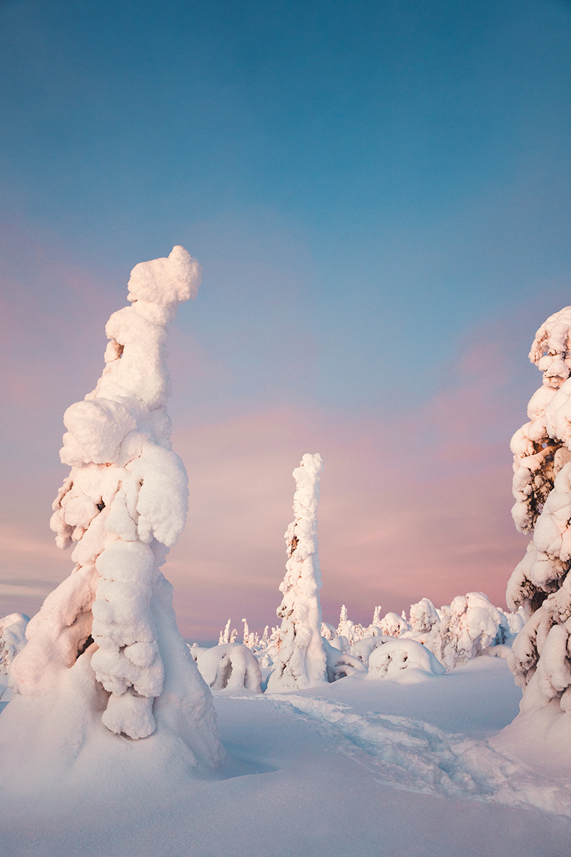 Lapland boreal arctic pinetrees Raphaelle Monvoisin