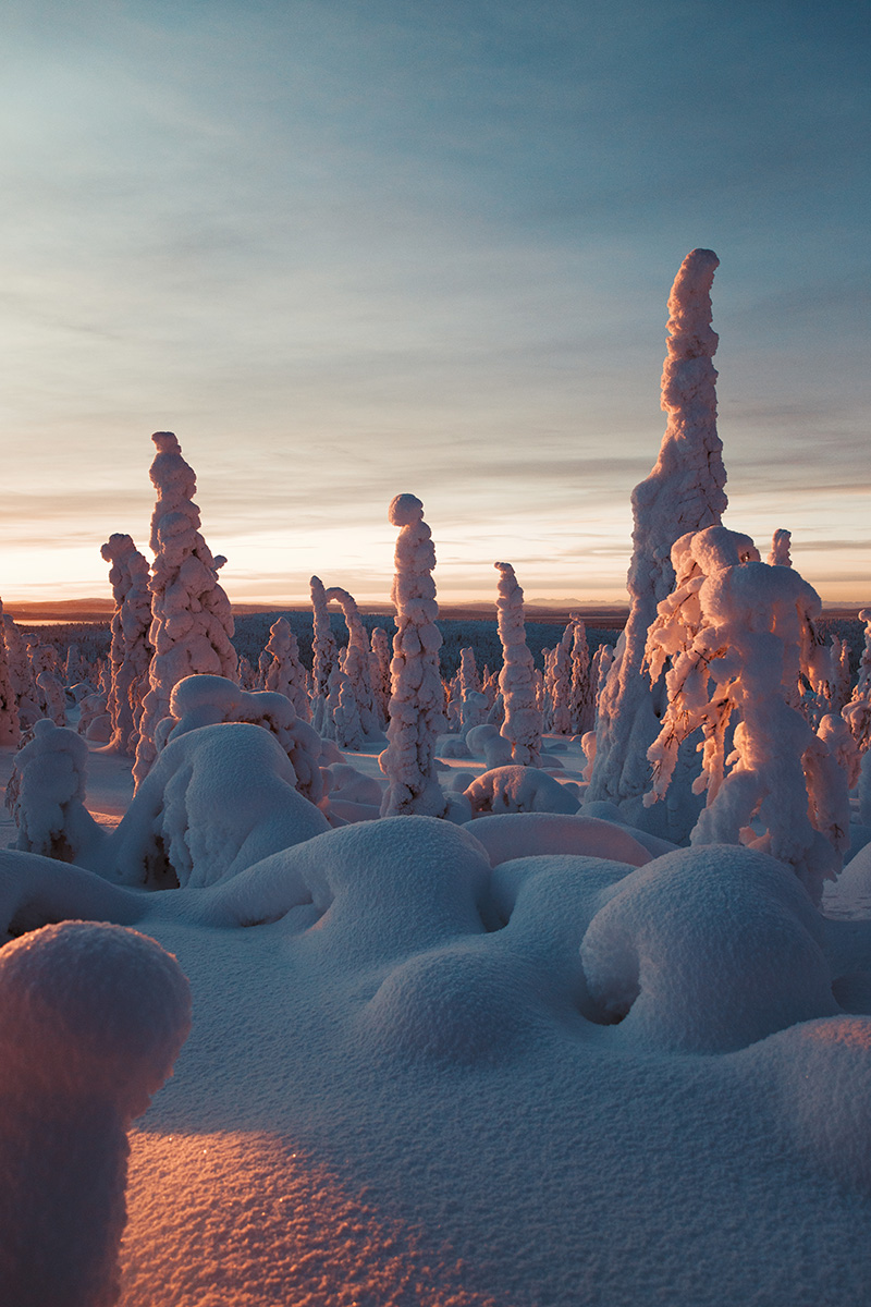 Lapland boreal arctic pinetrees sunset Raphaelle Monvoisin