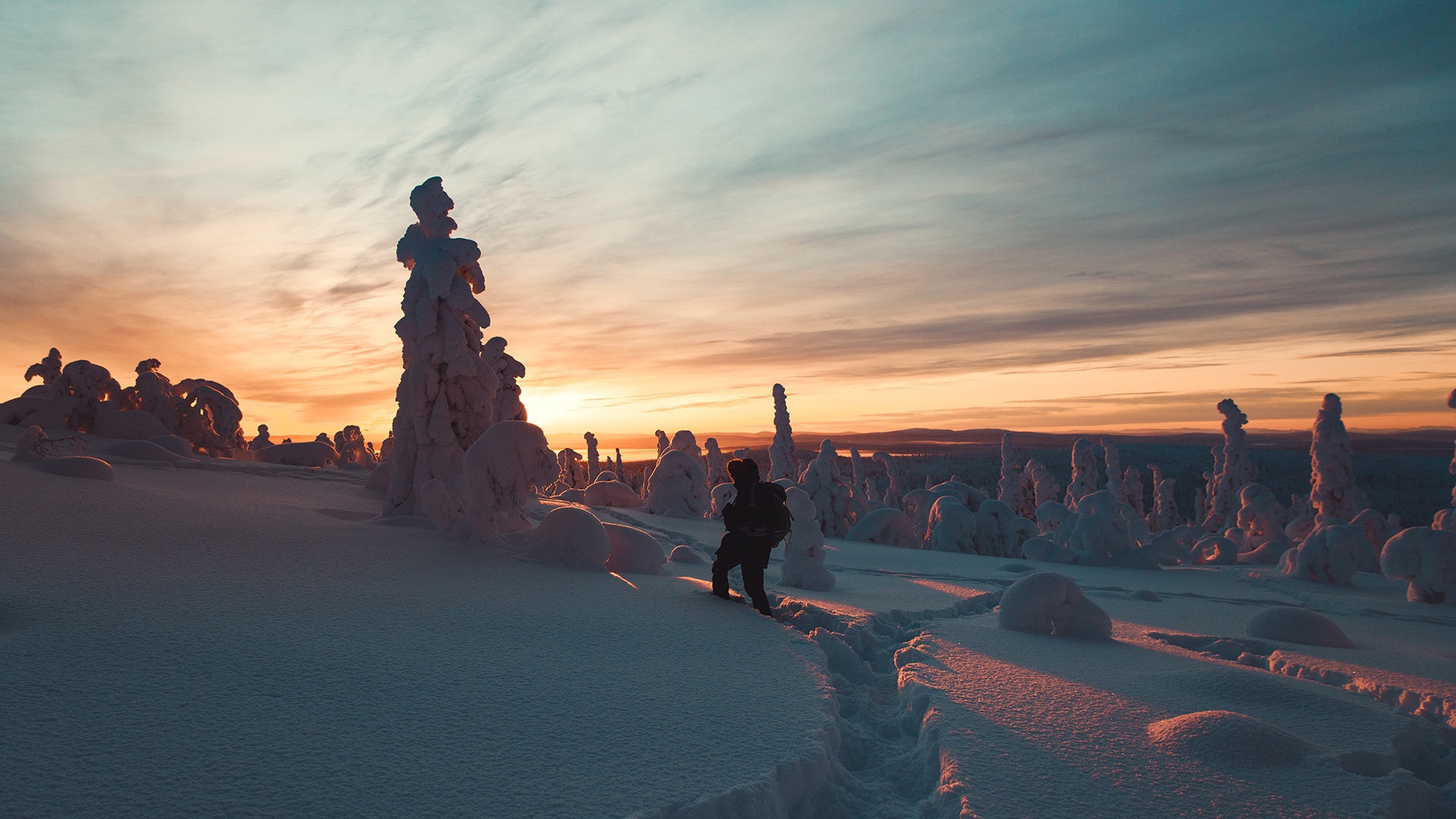 Sunset silhouette Boreal forest Lapland Raphaelle Monvoisin