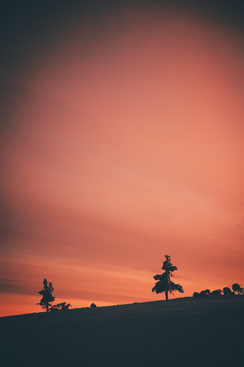 Lapland sunset sky trees Raphaelle Monvoisin