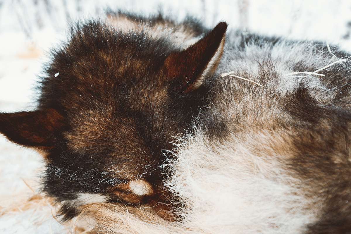 Husky dog sleddog Lapland Raphaelle Monvoisin