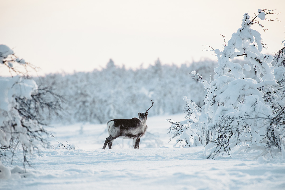 Lapland taiga reindeers wildlife Raphaelle Monvoisin