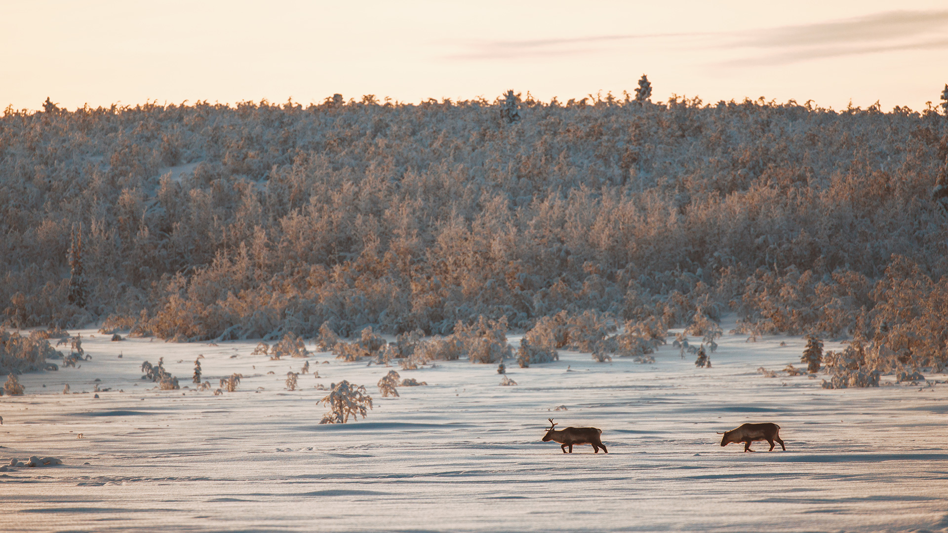 Lapland taiga sunrise reindeers wildlife Raphaelle Monvoisin