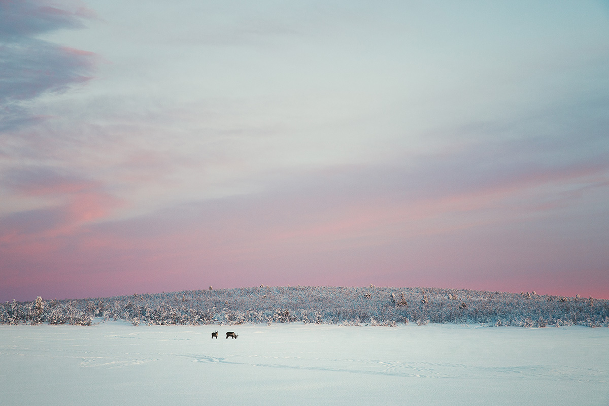 Reindeers frozen lake Lapland Raphaelle Monvoisin