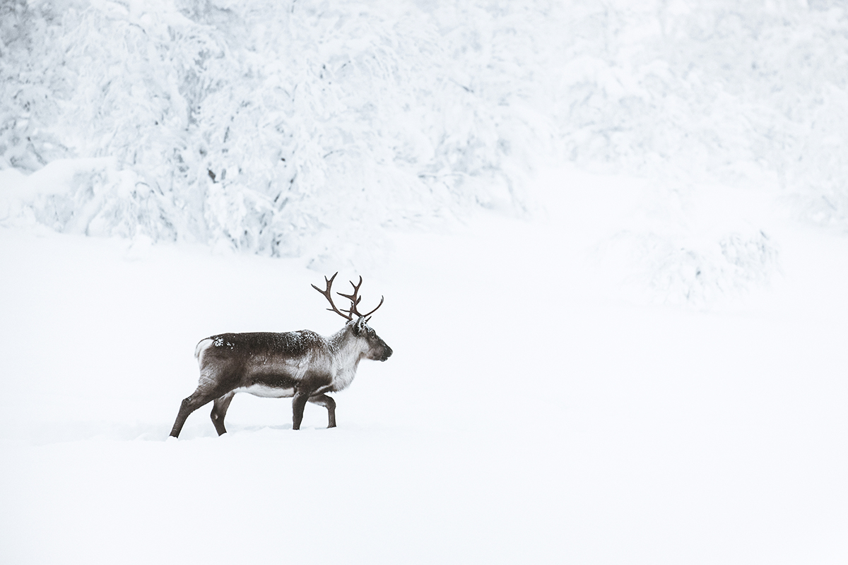 Lapland reindeer monochromatic Raphaelle Monvoisin