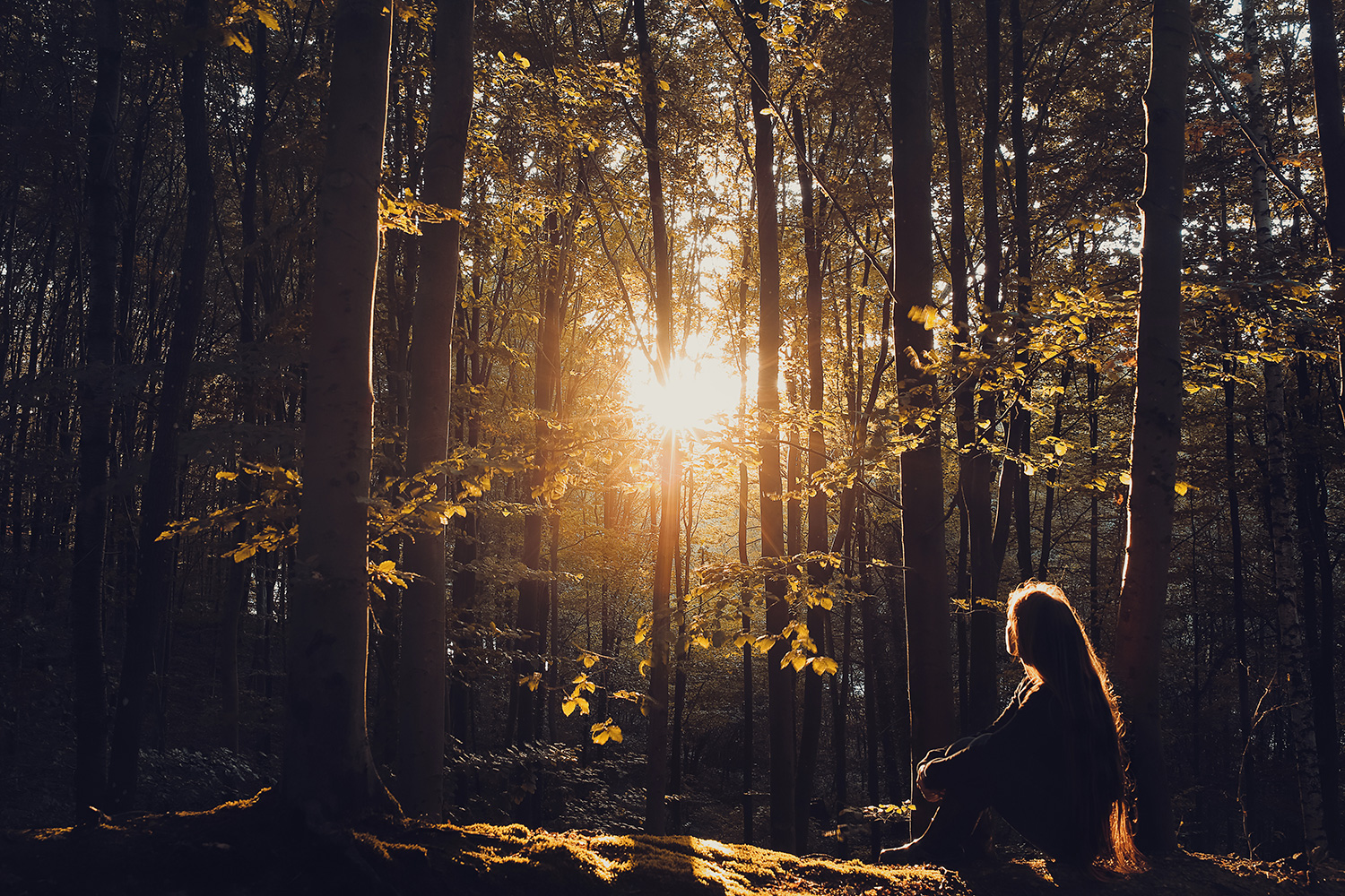 Лес солнце и звезды. Лес Вдохновение. Атмосферная фотосессия. Девушка в Солнечном лесу. Лес силуэт.